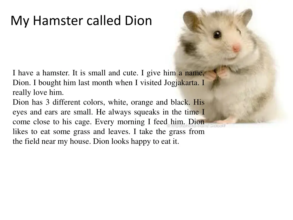 my hamster called dion