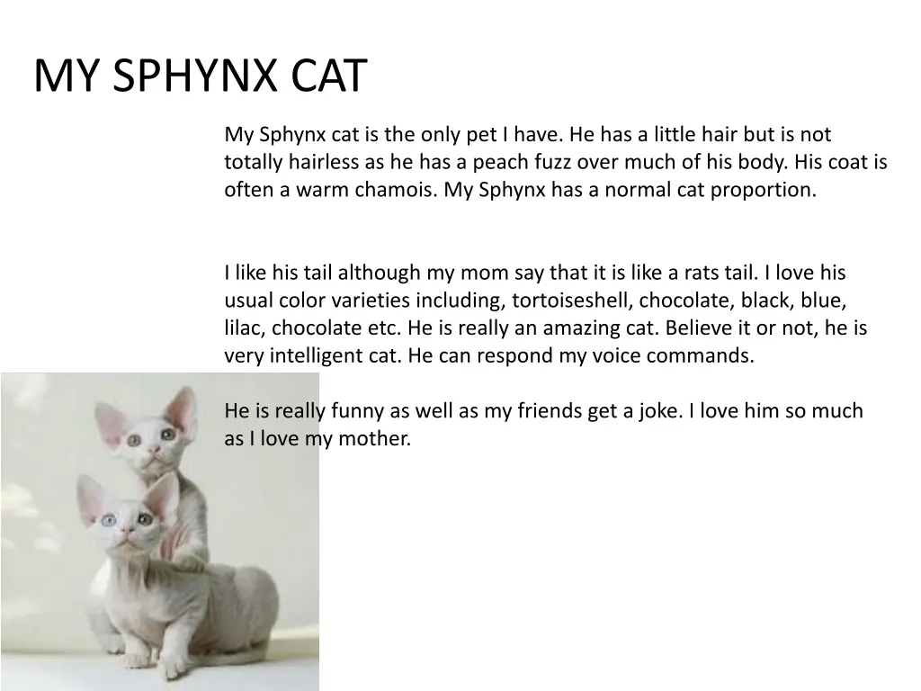 my sphynx cat