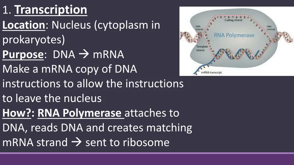 1 transcription location nucleus cytoplasm