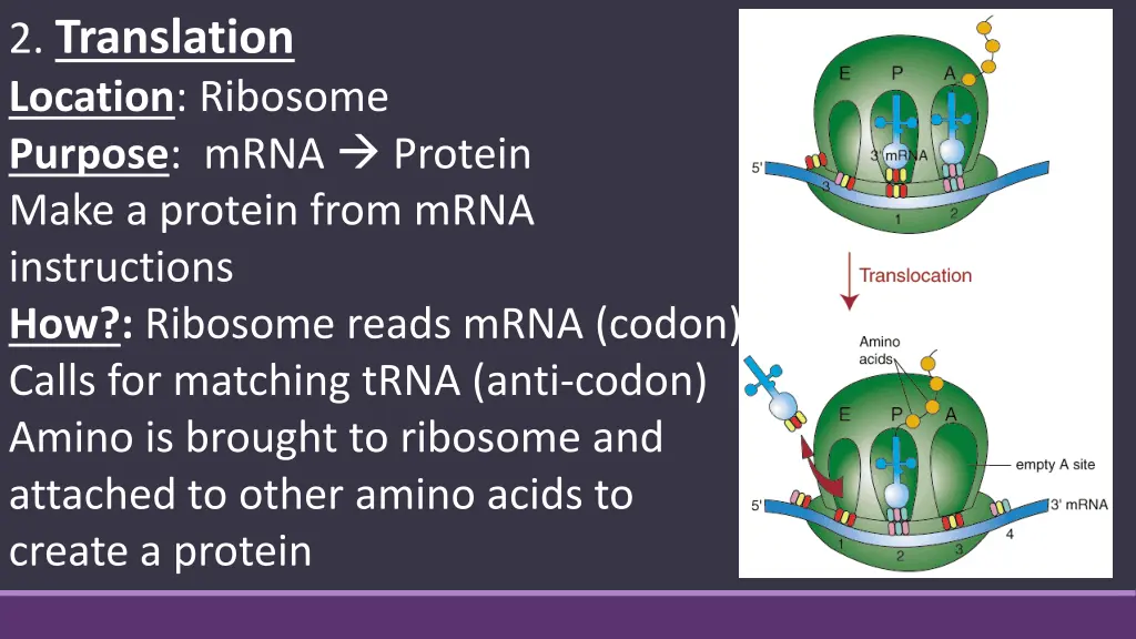 2 translation location ribosome purpose mrna