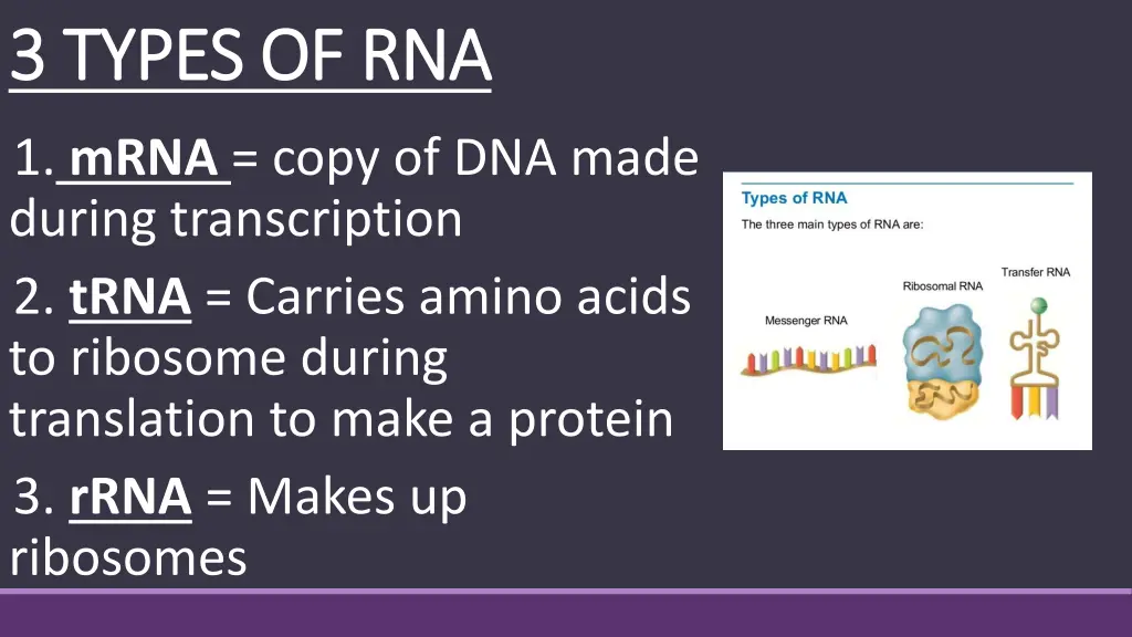 3 types of rna 3 types of rna