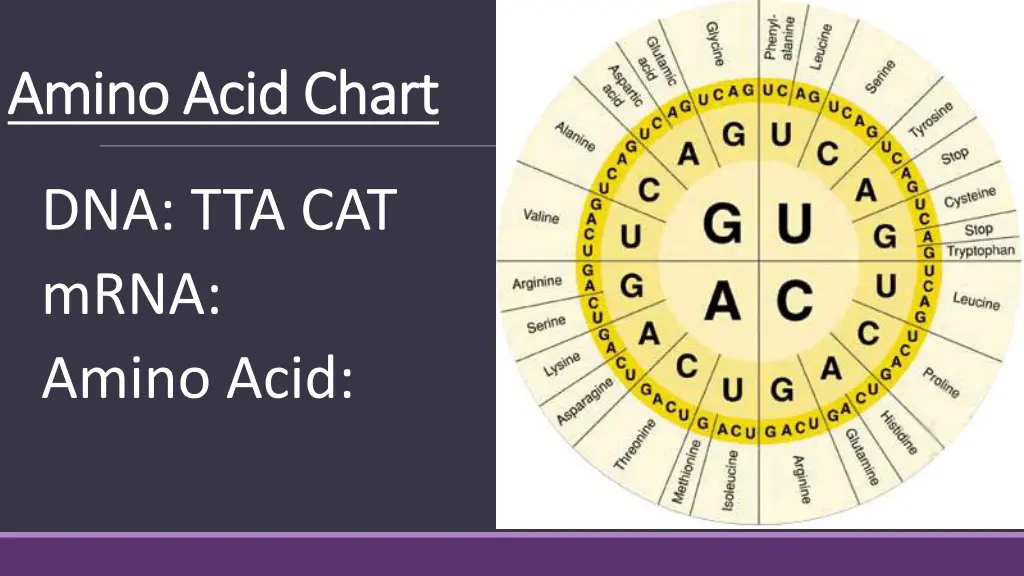 amino acid chart amino acid chart 1