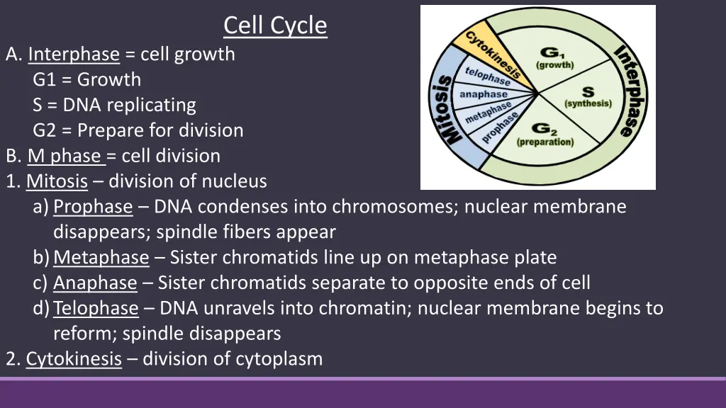 cell cycle