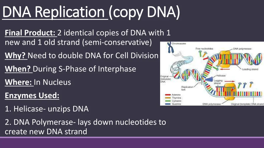 dna replication dna replication copy dna