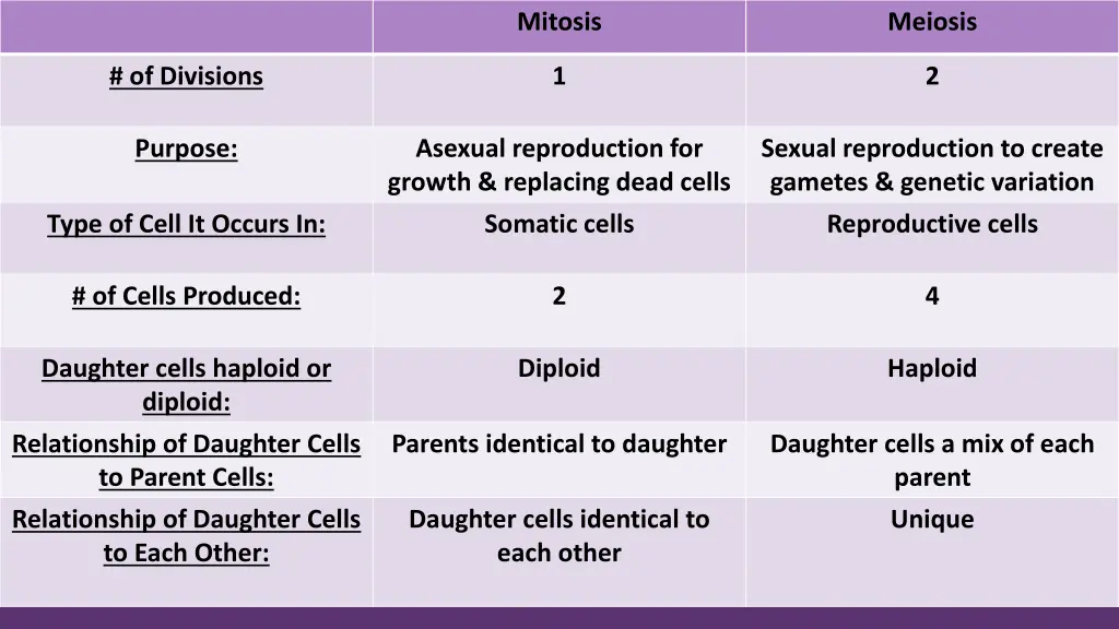 mitosis