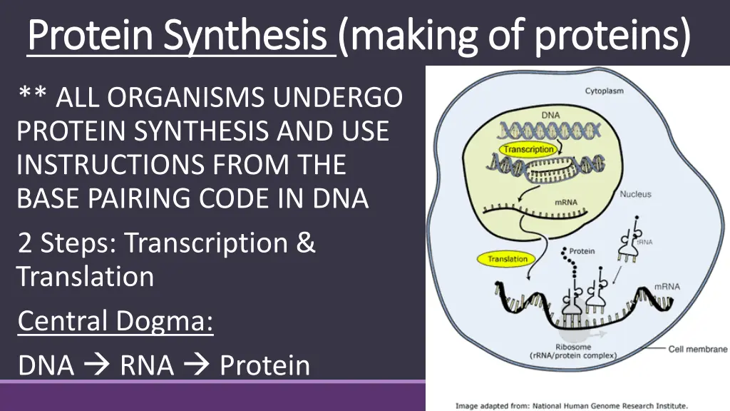 protein synthesis protein synthesis making