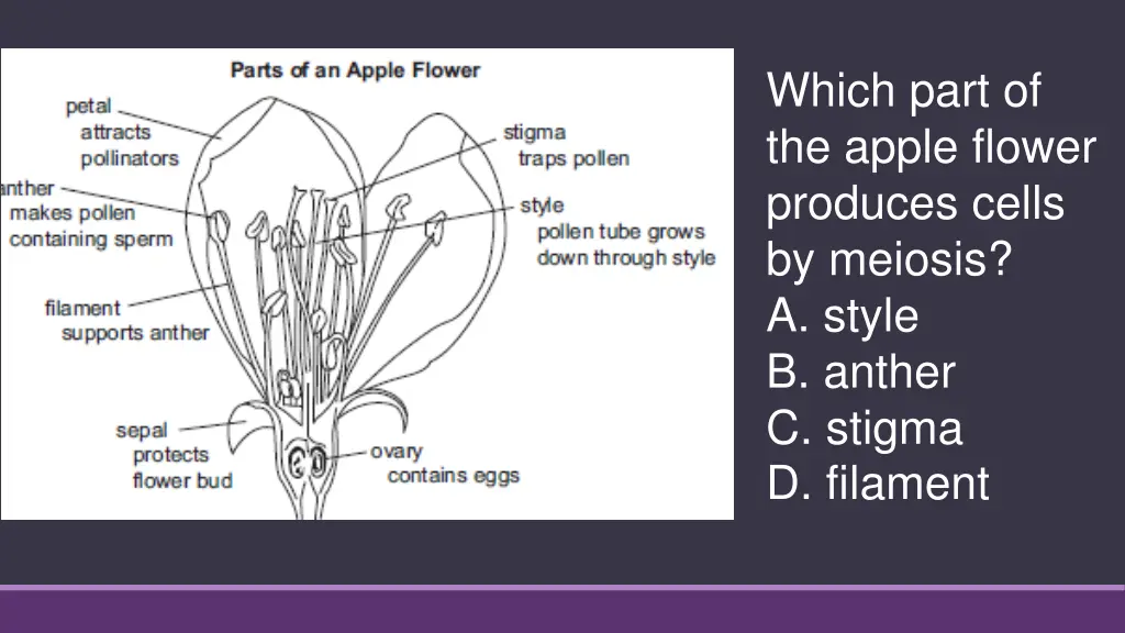 which part of the apple flower produces cells