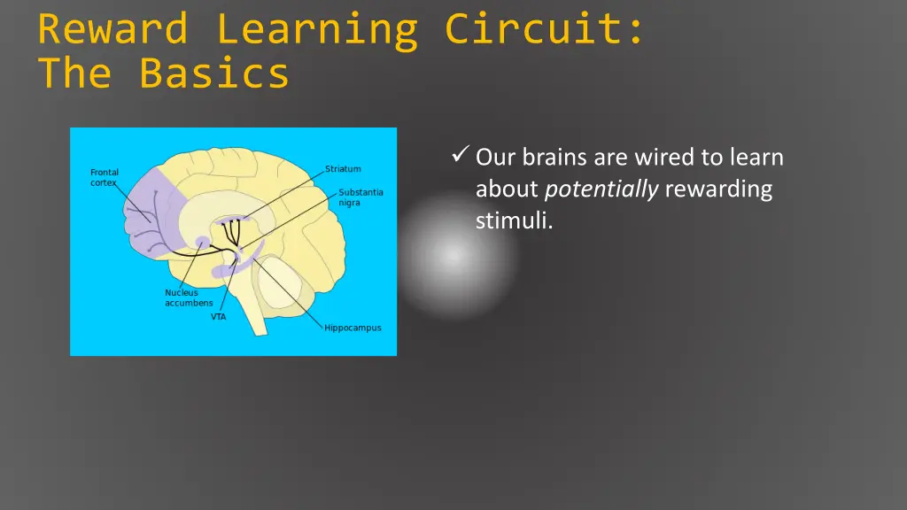 reward learning circuit the basics 1