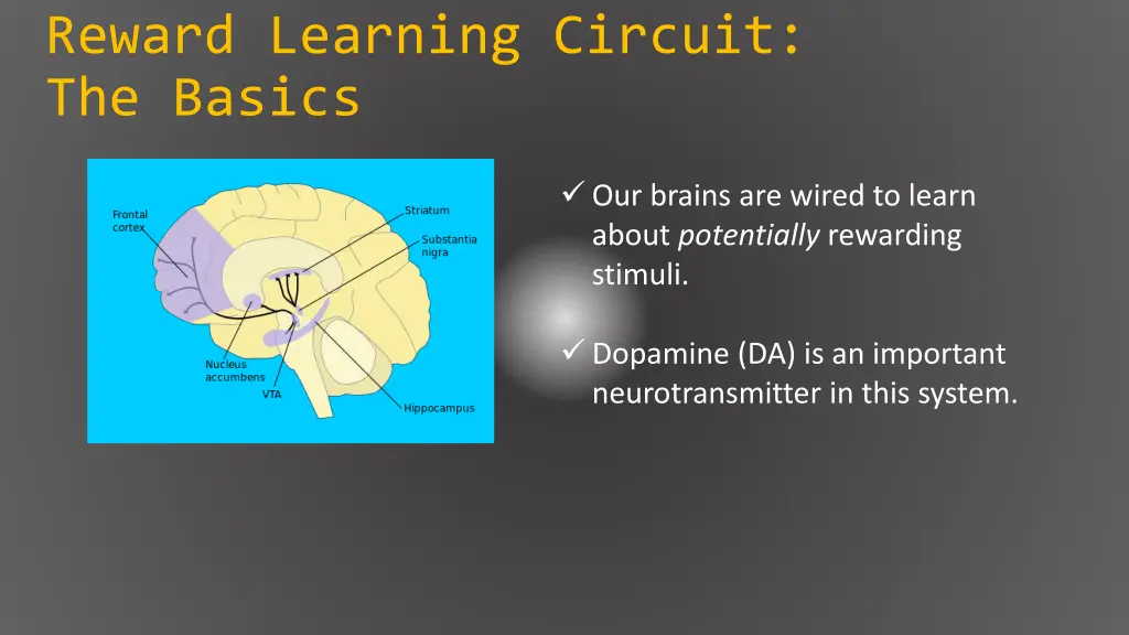 reward learning circuit the basics 2