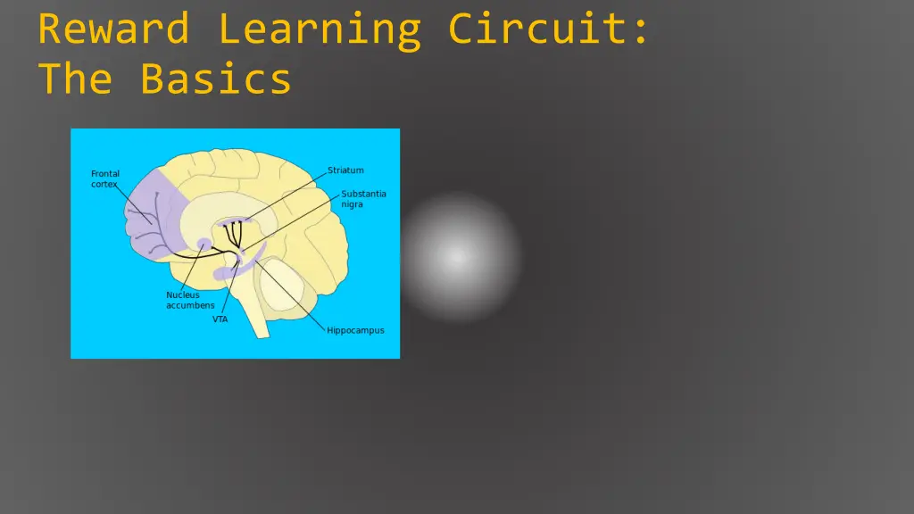 reward learning circuit the basics