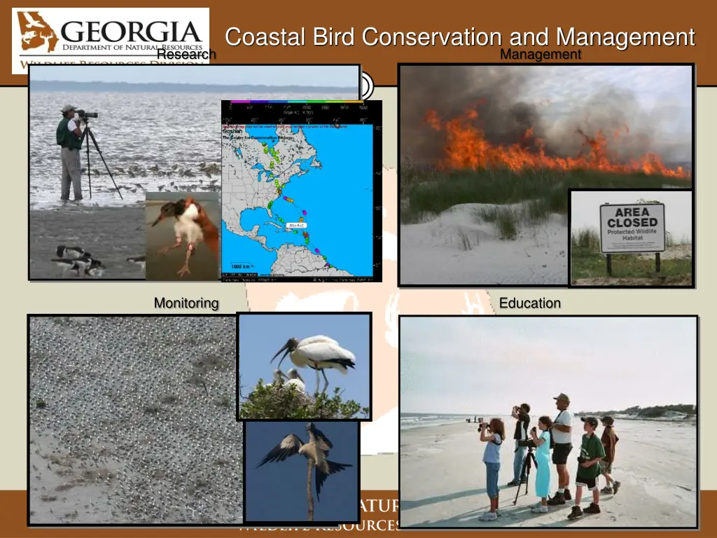 coastal bird conservation and management