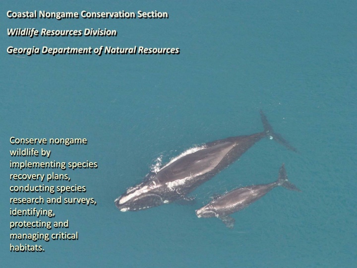 coastal nongame conservation section