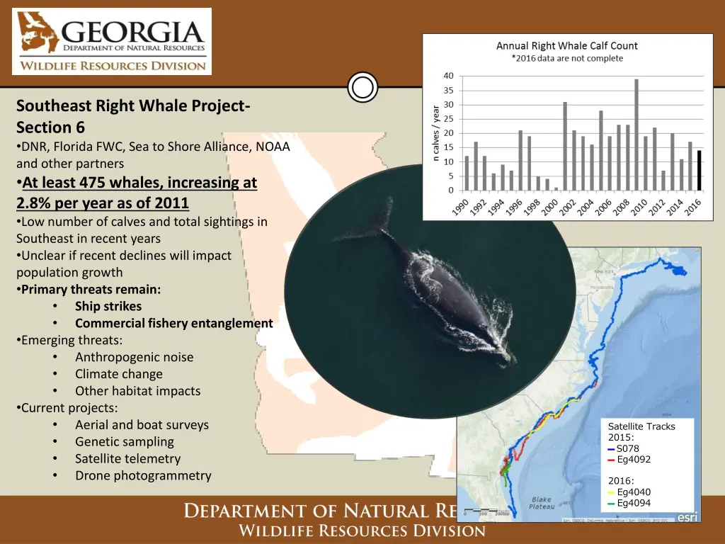 southeast right whale project section