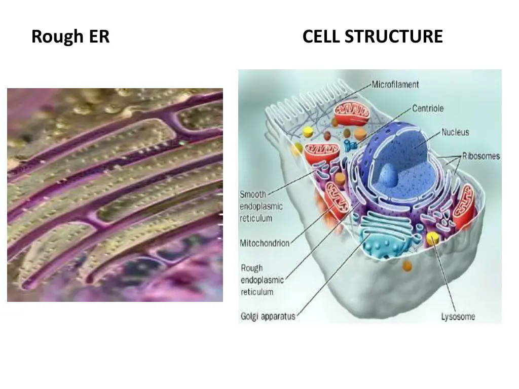 rough er cell structure