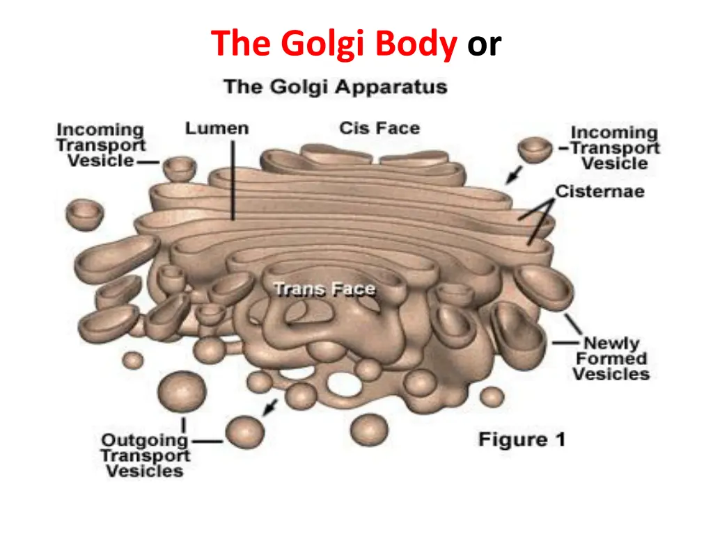 the golgi body or