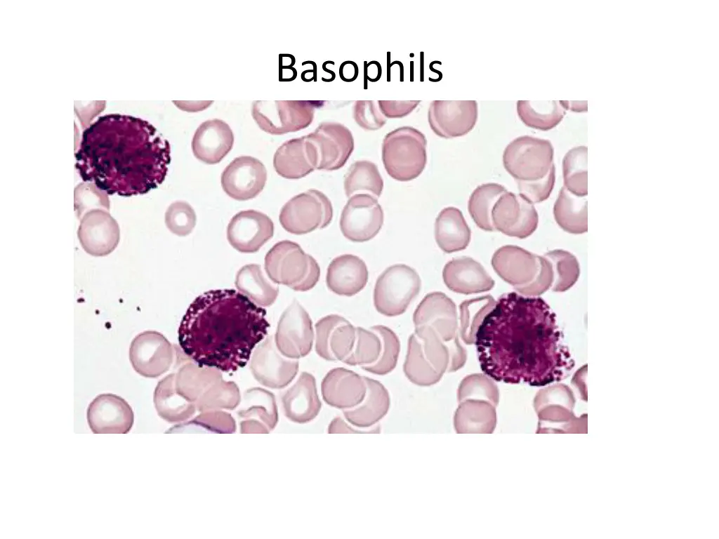 basophils