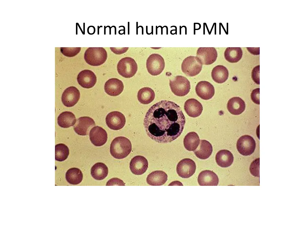 normal human pmn