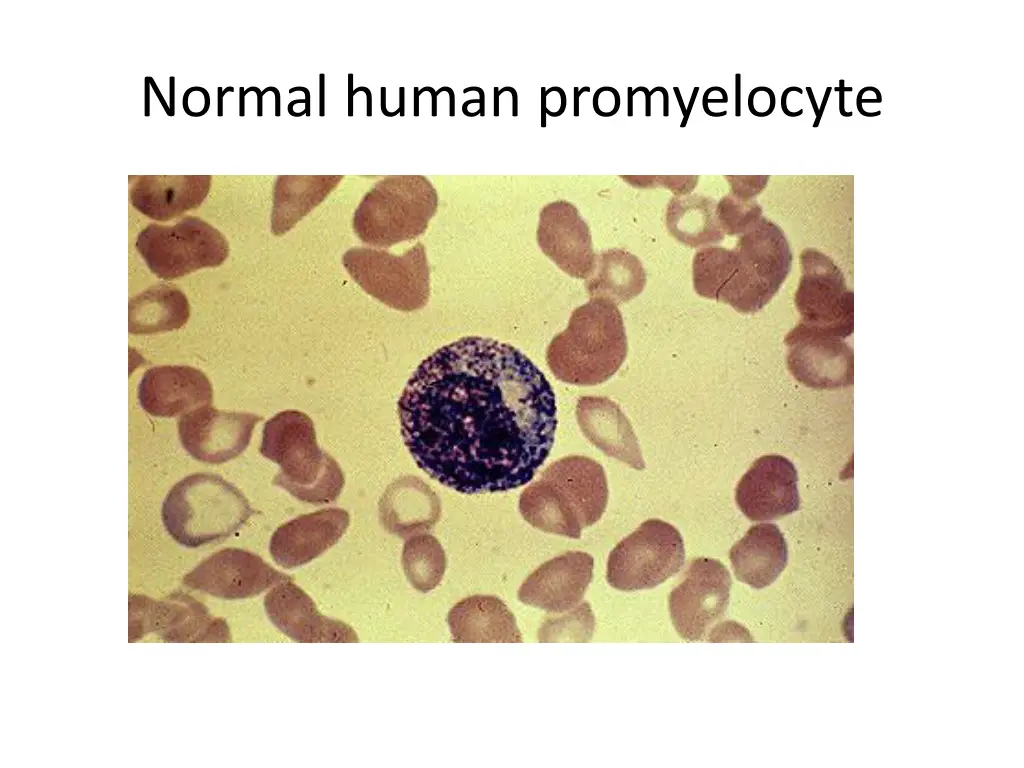 normal human promyelocyte