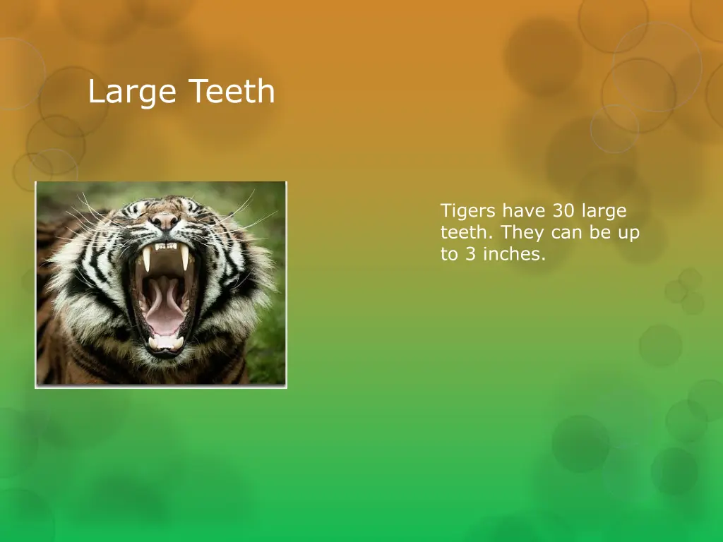 large teeth