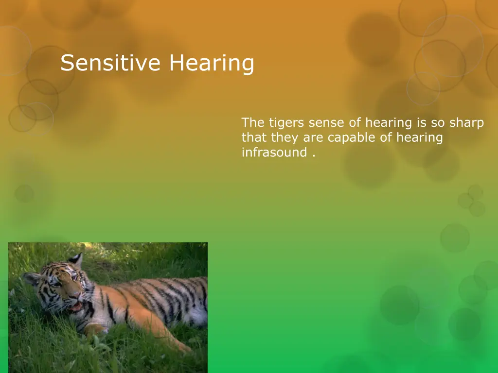 sensitive hearing