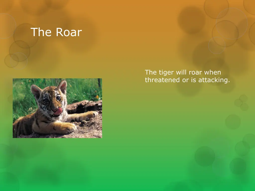 the roar