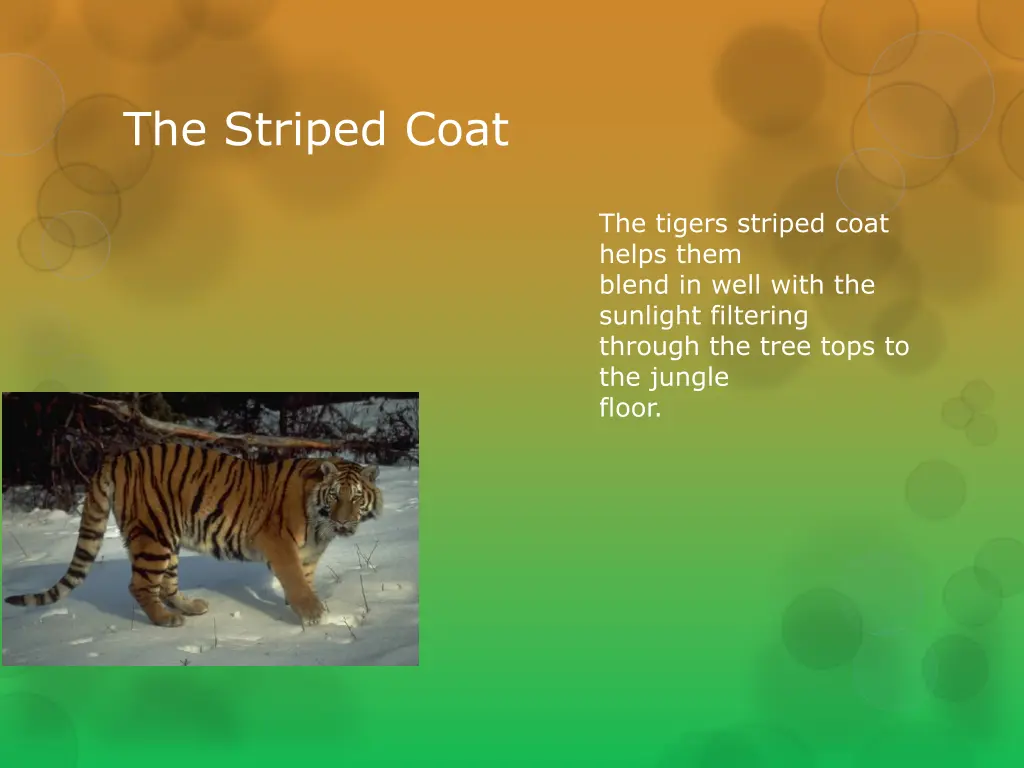 the striped coat