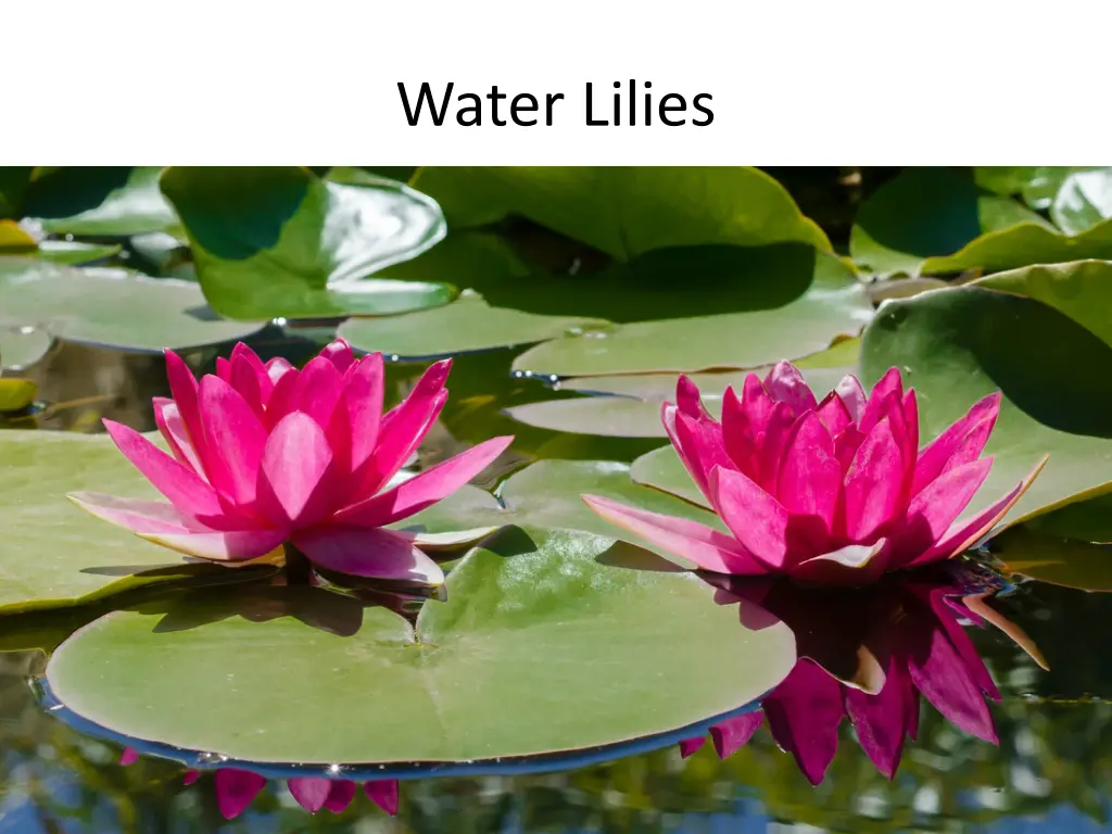 water lilies