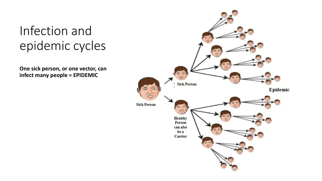 infection and epidemic cycles