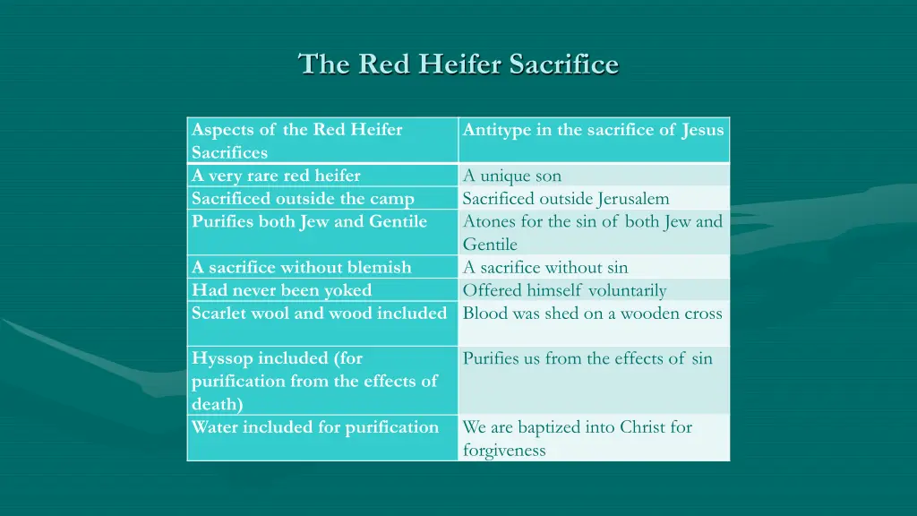 the red heifer sacrifice