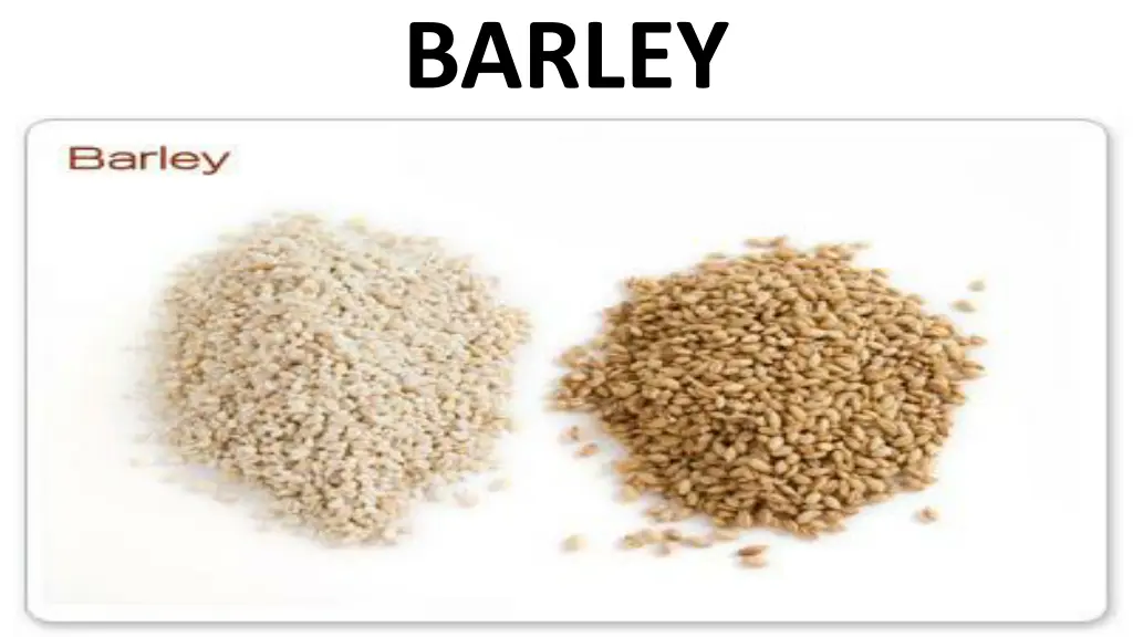 barley