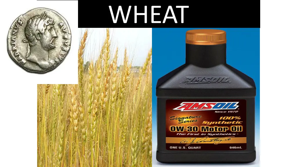 wheat