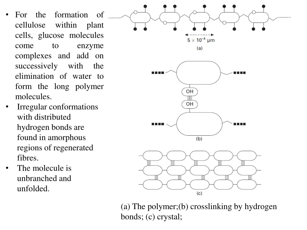 for the formation of cellulose within plant cells