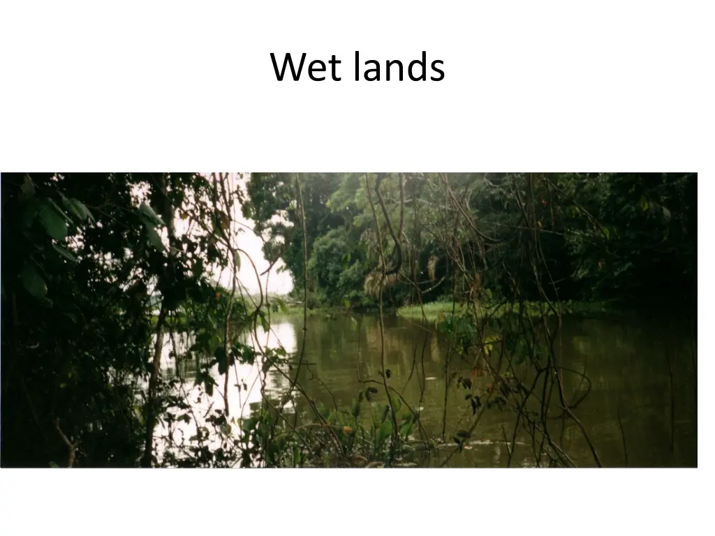 wet lands