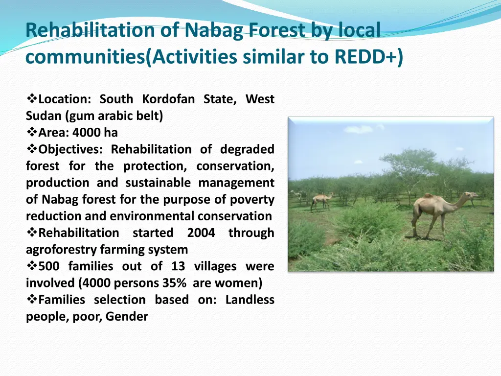 rehabilitation of nabag forest by local