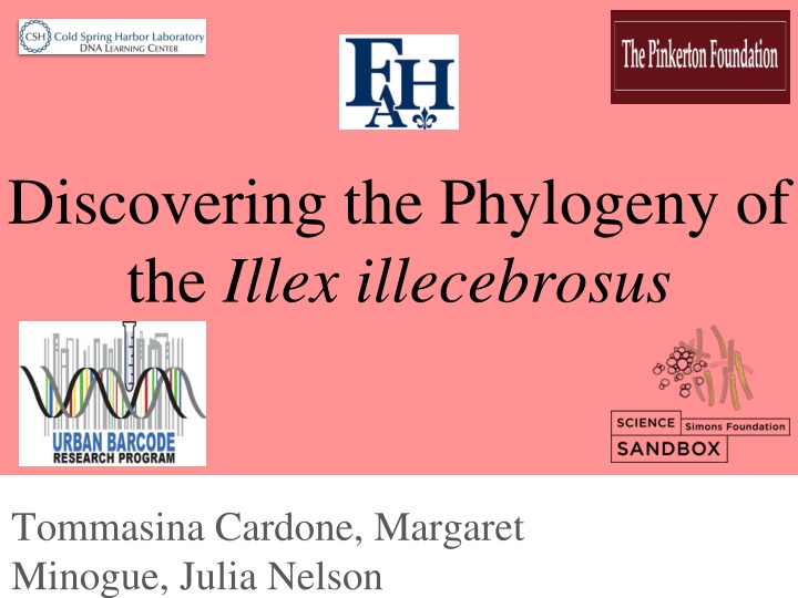 discovering the phylogeny of the illex