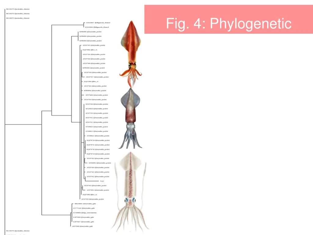 fig 4 phylogenetic tree