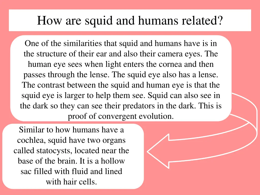 how are squid and humans related