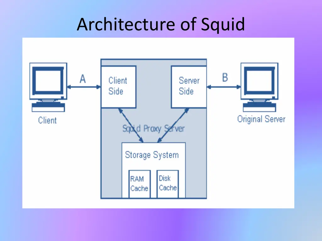 architecture of squid