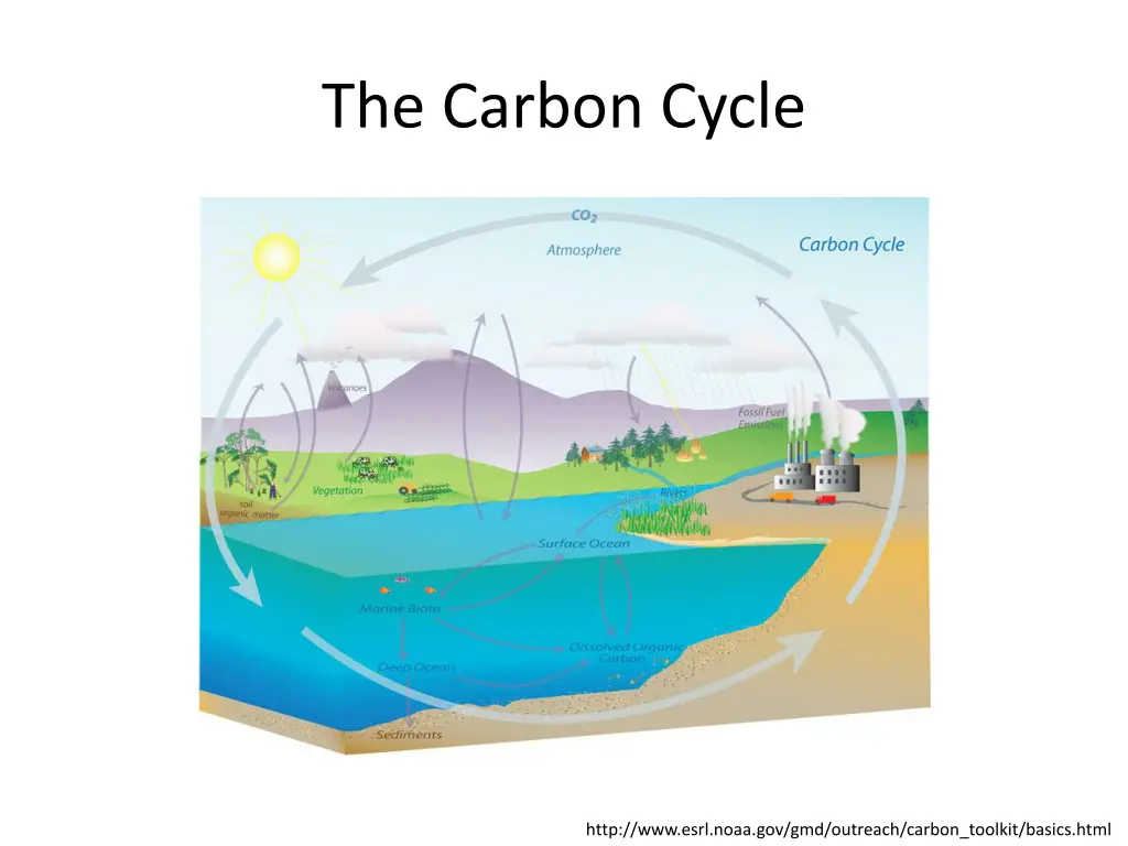 the carbon cycle