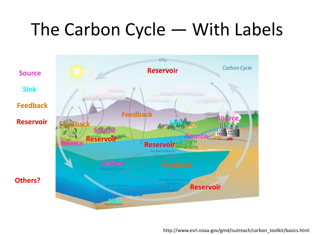 the carbon cycle with labels