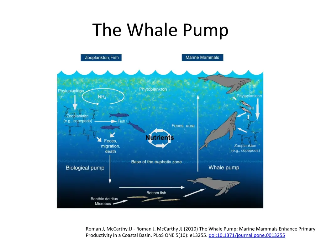 the whale pump