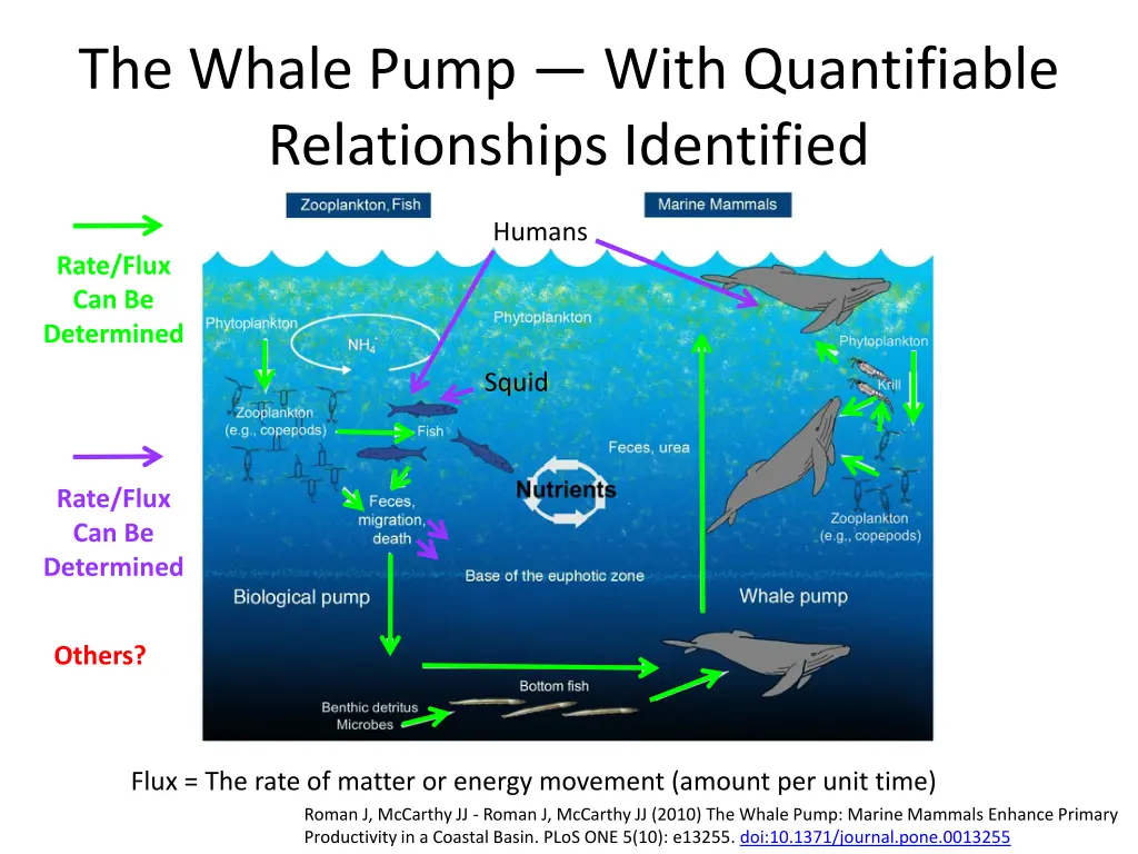 the whale pump with quantifiable relationships