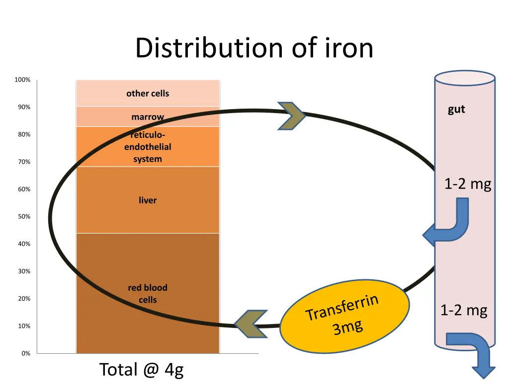 distribution of iron