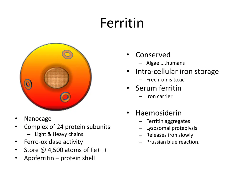 ferritin