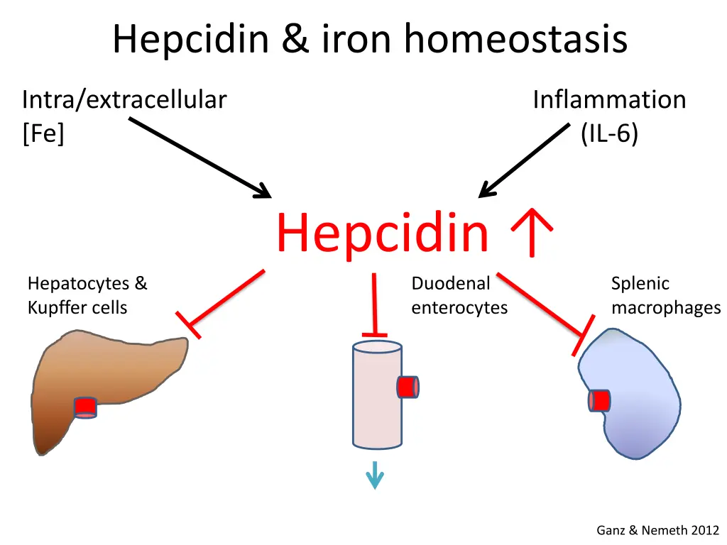 hepcidin iron homeostasis 1