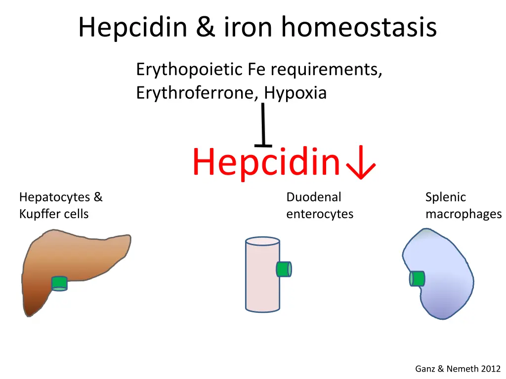 hepcidin iron homeostasis