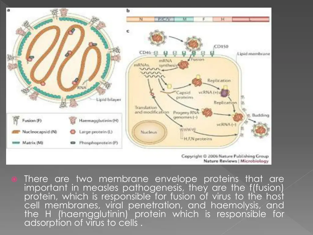 there are two membrane envelope proteins that