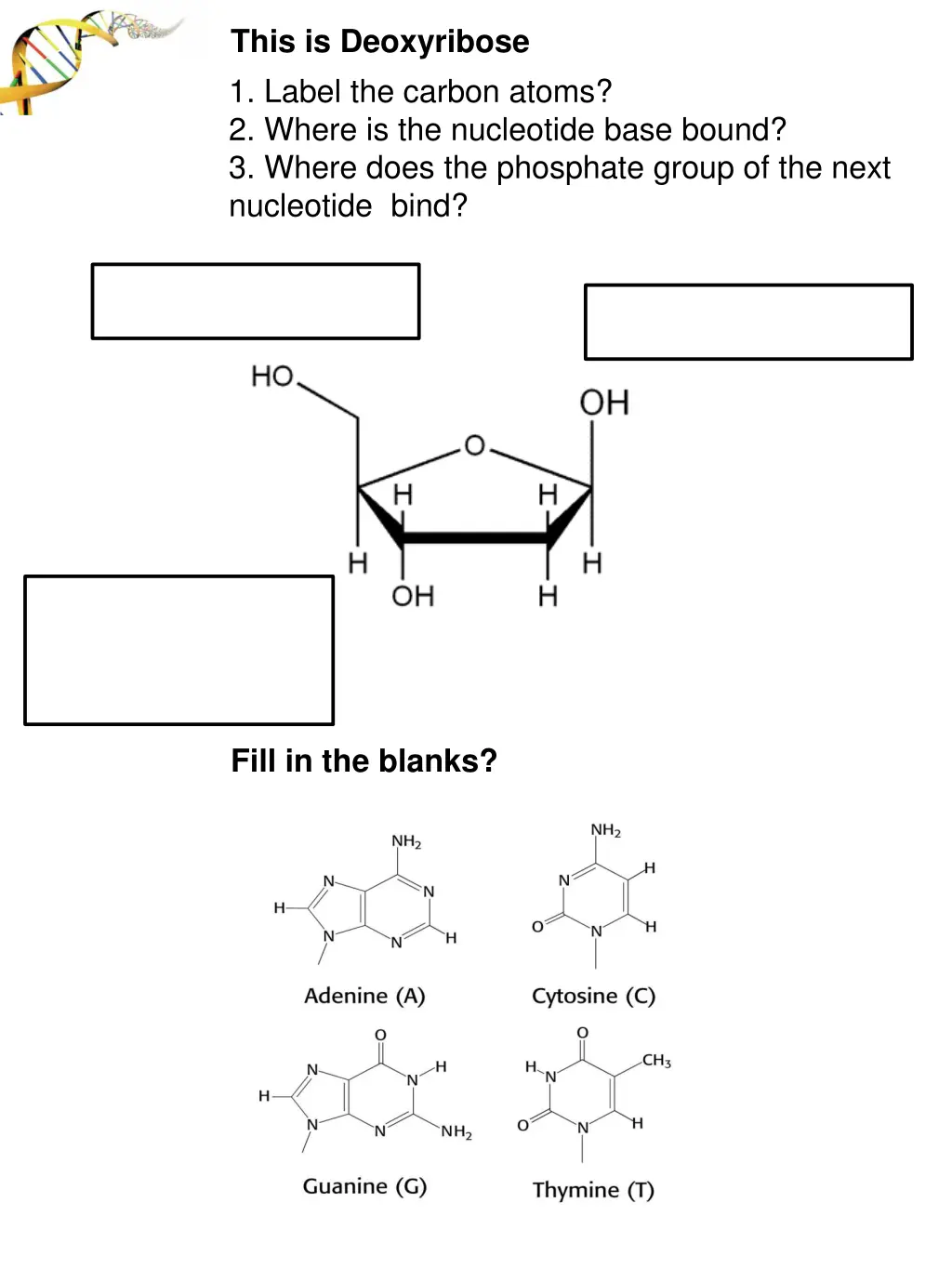 this is deoxyribose 1 label the carbon atoms