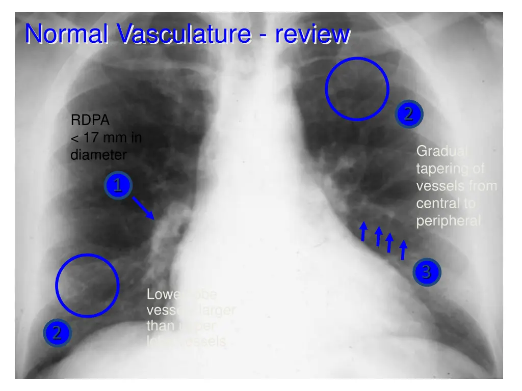 normal vasculature review