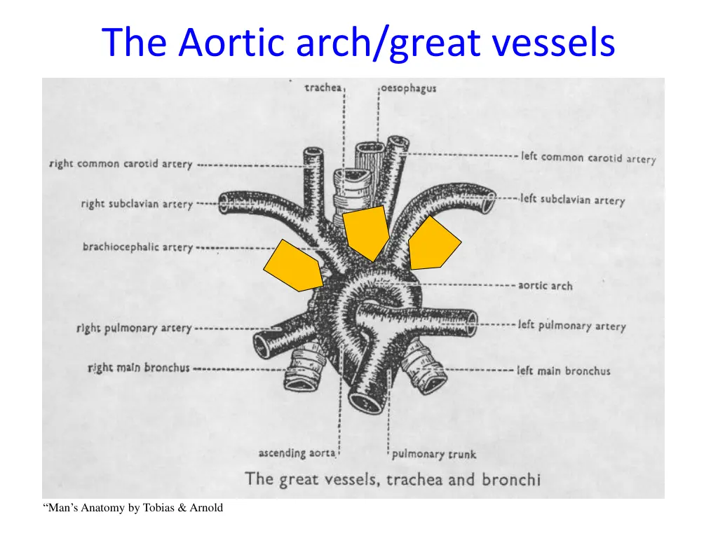 the aortic arch great vessels